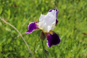 foto van wit-paars iris bloem detailopname