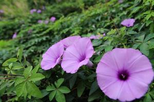 een helder Purper ochtend- heerlijkheid in een tuin gedekt met vers groen gebladerte.a helder Purper ochtend- heerlijkheid in een tuin gedekt met vers groen gebladerte. foto