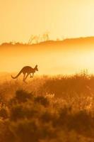 kangoeroe met een zonsopkomst achtergrond in Australië binnenland, silhouet kangoeroe jumping in de struik met ochtend- zonsopkomst achtergrond. foto