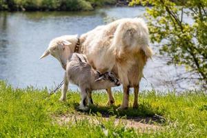 een groen glade Aan de bank van de rivier, maar welke grazen geiten foto