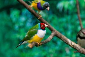 mooi vogelstand Guldova amadina erythrura gouldiae zittend Aan een Afdeling foto