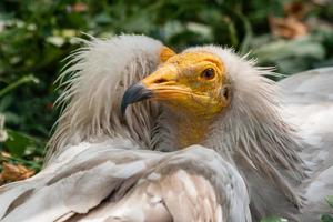 gemeenschappelijk gier neophron percnopterus foto