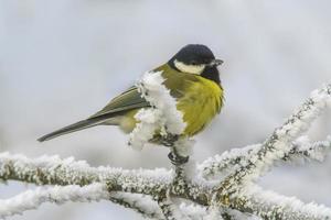 een Super goed tit zit Aan besneeuwd takken in verkoudheid winter tijd foto