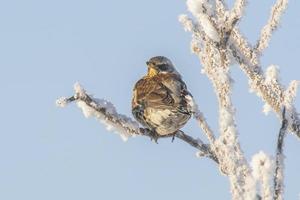 een kramsvogel zit Aan besneeuwd takken in verkoudheid winter tijd foto