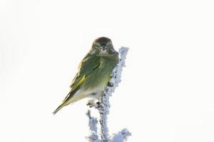 een groenling zit Aan een besneeuwd Afdeling in de verkoudheid winter foto