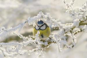 blauw tit zit Aan besneeuwd takken in verkoudheid winter tijd foto