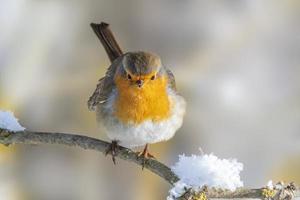 een Robin zit Aan een besneeuwd Afdeling in winter foto