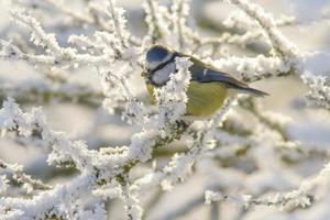 blauw tit zit Aan besneeuwd takken in verkoudheid winter tijd foto