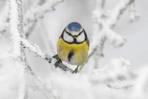 blauw tit zit Aan besneeuwd takken in verkoudheid winter tijd foto