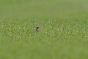 een klein patrijs looks uit van een groen tarwe veld- in voorjaar foto