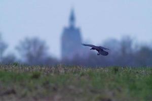 1 raaf vliegt over- een veld- foto