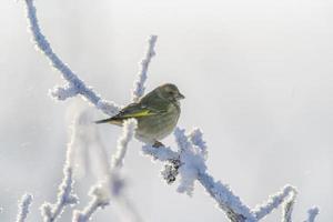 een groenling zit Aan een besneeuwd Afdeling in de verkoudheid winter foto