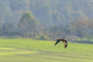 rood vlieger vliegt over- een veld- op zoek voor prooi foto