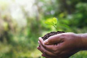 hand- Holding jong fabriek Aan wazig groen natuur achtergrond en zonlicht. wereld milieu dag concept foto