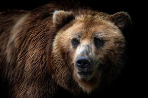 voorkant visie van bruin beer geïsoleerd Aan zwart achtergrond. portret van kamchatka beer foto