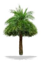 groen boom geïsoleerd Aan wit achtergrond, handpalm patroon foto