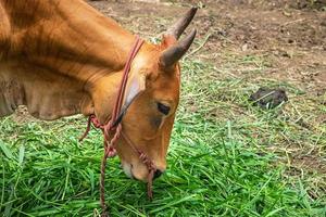 kant portret van een bruine koe grazen op een boerderij foto