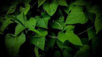 een dichtbij omhoog van een groen blad met water druppels Aan het foto