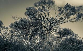 enorme Zuid-Afrikaanse bomen in de botanische tuin van kirstenbosch, kaapstad. foto