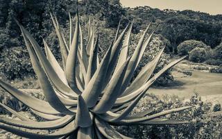 grote aloë vera cactus plant, kaapstad, zuid-afrika. foto