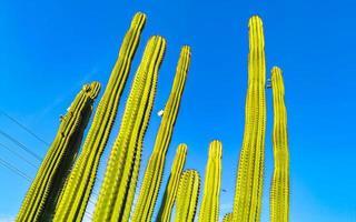 tropisch cactussen cactus planten natuurlijk oerwoud puerto escondido Mexico. foto