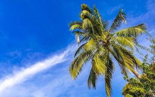 tropisch natuurlijk palm boom kokosnoten blauw lucht in Mexico. foto