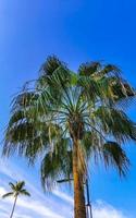 tropisch natuurlijk palm boom kokosnoten blauw lucht in Mexico. foto