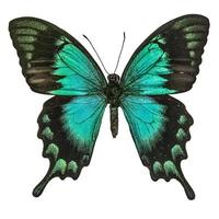 mooi blauw naar groen turqouise vlinder de zee groen zwaluwstaart vlinder in natual kleur bovenste profiel geïsoleerd Aan wit achtergrond, papilio lorquinius foto