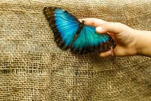 handen Holding een blauw vlinder tegen achtergrond foto