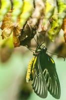 pasgeboren vlinder en de groen cocons foto