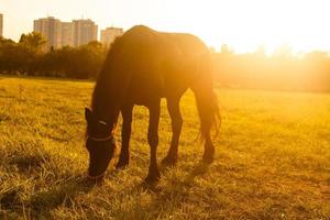 portret van een paard staand in een veld- Bij zonsondergang foto