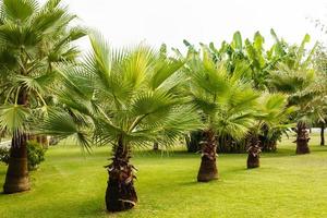 palm bomen tegen blauw lucht, palm bomen Bij tropisch kust, wijnoogst afgezwakt en gestileerd, kokosnoot boom, zomer boom, retro foto