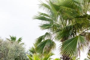 tropisch palm bladeren in de tuin, groen bladeren van tropisch Woud fabriek voor natuur patroon en achtergrond, mensen toenemen planten naar maken hekken. kleur donker vlak leggen toon voor invoer tekst. foto