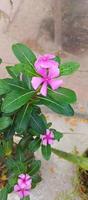 catharanthus roseus dara bloem met ochtend- dauw druppels foto