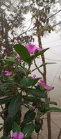 catharanthus roseus dara bloem met ochtend- dauw druppels foto