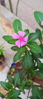 catharanthus roseus dara bloem met ochtend- dauw druppels foto