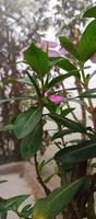 catharanthus roseus dara bloem met ochtend- dauw druppels foto