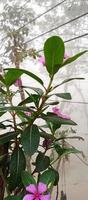 catharanthus roseus dara bloem met ochtend- dauw druppels foto