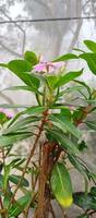 catharanthus roseus dara bloem met ochtend- dauw druppels foto