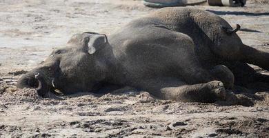 volwassen Aziatisch olifant leugens Aan de grond en gooit zand met haar romp foto