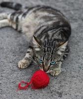 grau kat en rood bal foto