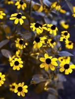 Rudbeckia drielobbig, dichtbij omhoog foto