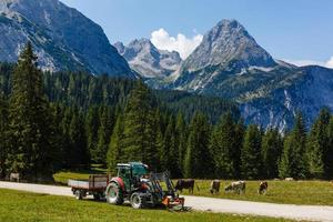 oogsten Bijsnijden door rood trekker in oostenrijks alpine groen berg velden met pluizig wolken Aan lucht foto