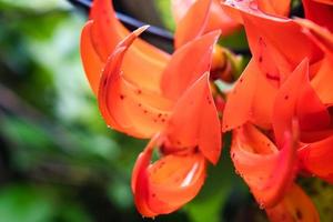 rood jade Liaan bloem detailopname met water druppels na de regen foto