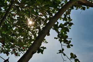 zon ster barsten achter Bengalen amandel bomen foto