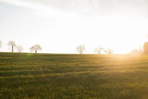 zonneschijn ochtend- in de veld- foto