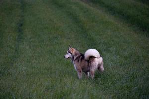 Alaska malamute hond in de veld- foto