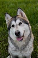 Alaska malamute hond glimlach portret na wandelen zitten Bij veld- foto