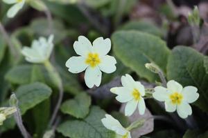 primula vulgaris bloem in tuin foto