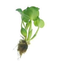 vers water hyacint, eichhornia crassipes geïsoleerd foto